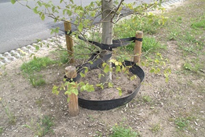Rhizomsperre