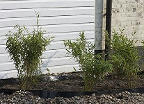 rhizome barrier